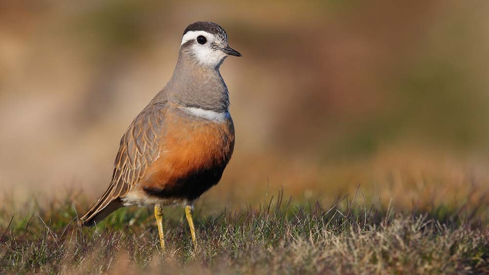 Changes to the BirdGuides news service in 2022 - Vimarsana News