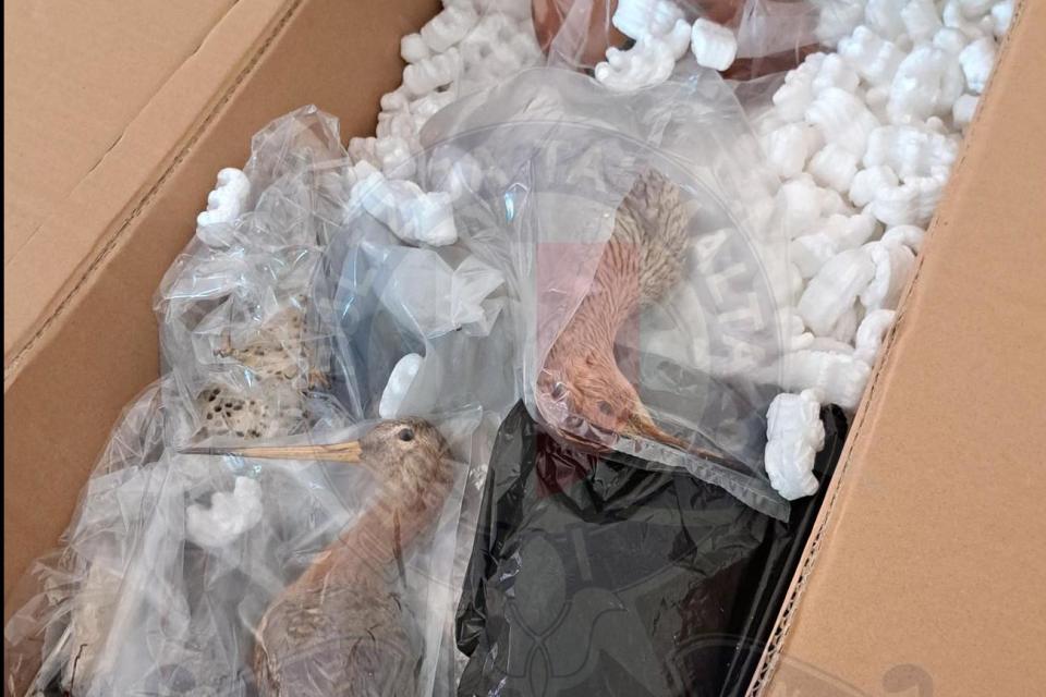 Man arrested with stuffed birds in suitcase - BirdGuides