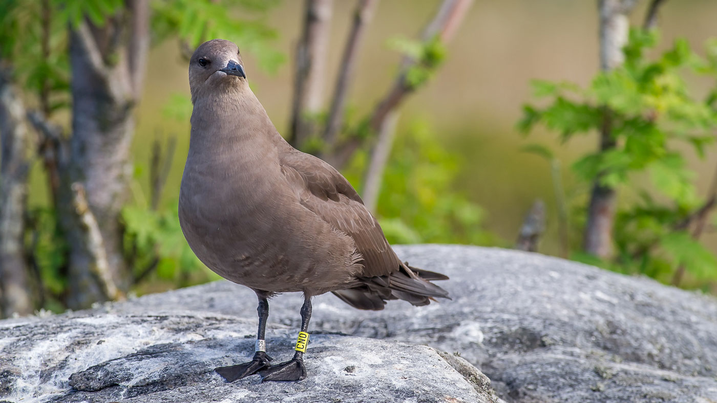 World's oldest Arctic Skua seen again in Finland - Vimarsana News