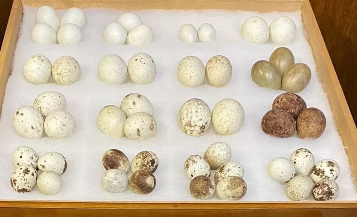 Collection of wild bird eggs seized by police BirdGuides