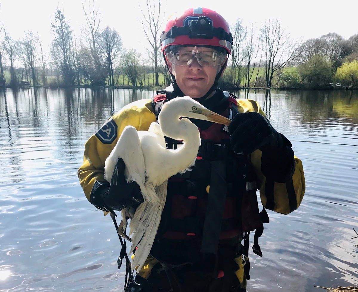 'Great white' caught on fishing line in Cheshire - BirdGuides