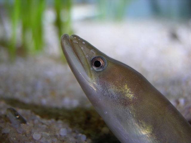 Microchip Study Hopes To Save Eels Birdguides