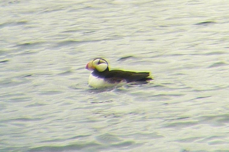 Western Palearctic's first Horned Puffin identified in Norway - Vimarsana News