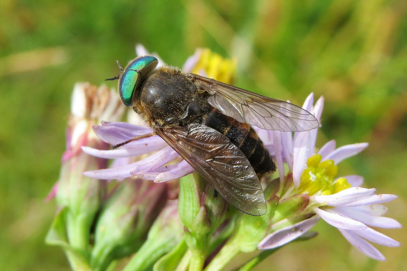 Bugs Matter survey finds continued UK insect declines - BirdGuides