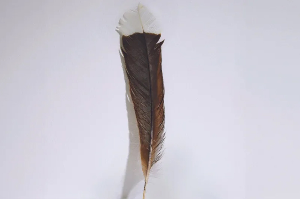 World's most expensive feather sells for £22k BirdGuides