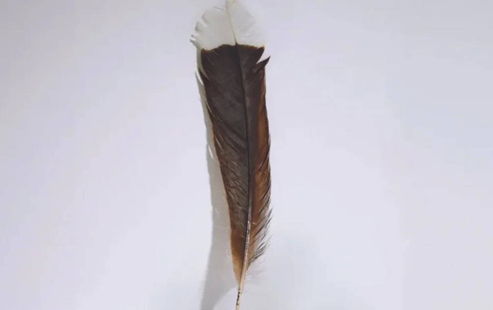 World's Rarest Feather World's most expensive feather sells for £22k - BirdGuides