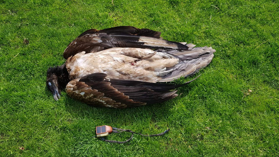 Reintroduced Bearded Vulture killed by wind turbine in The Netherlands - Vimarsana News