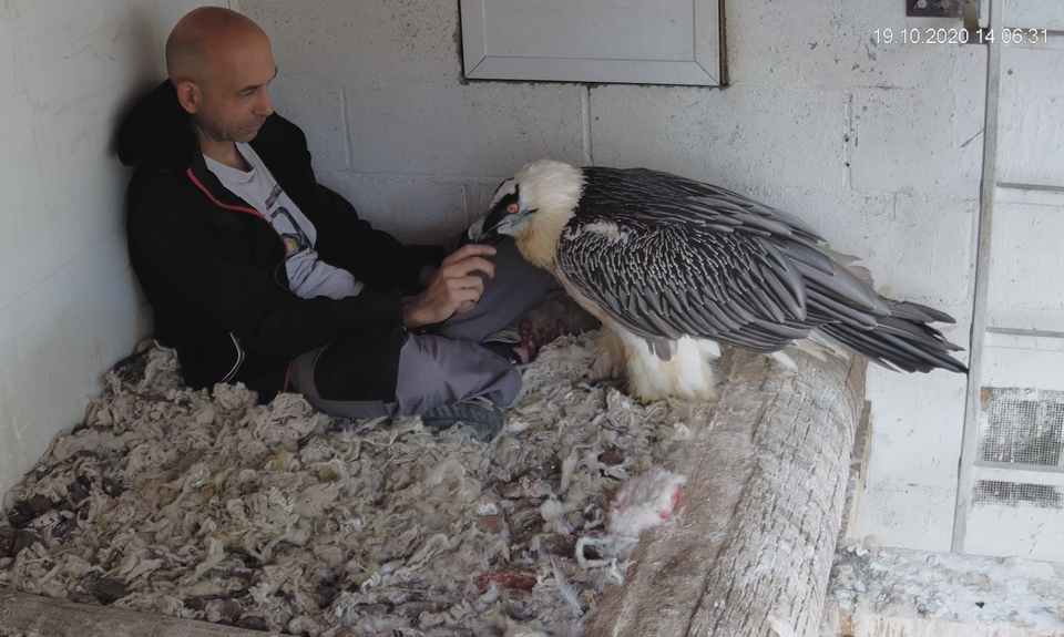 Bearded Vulture 'pairs' with human keeper BirdGuides