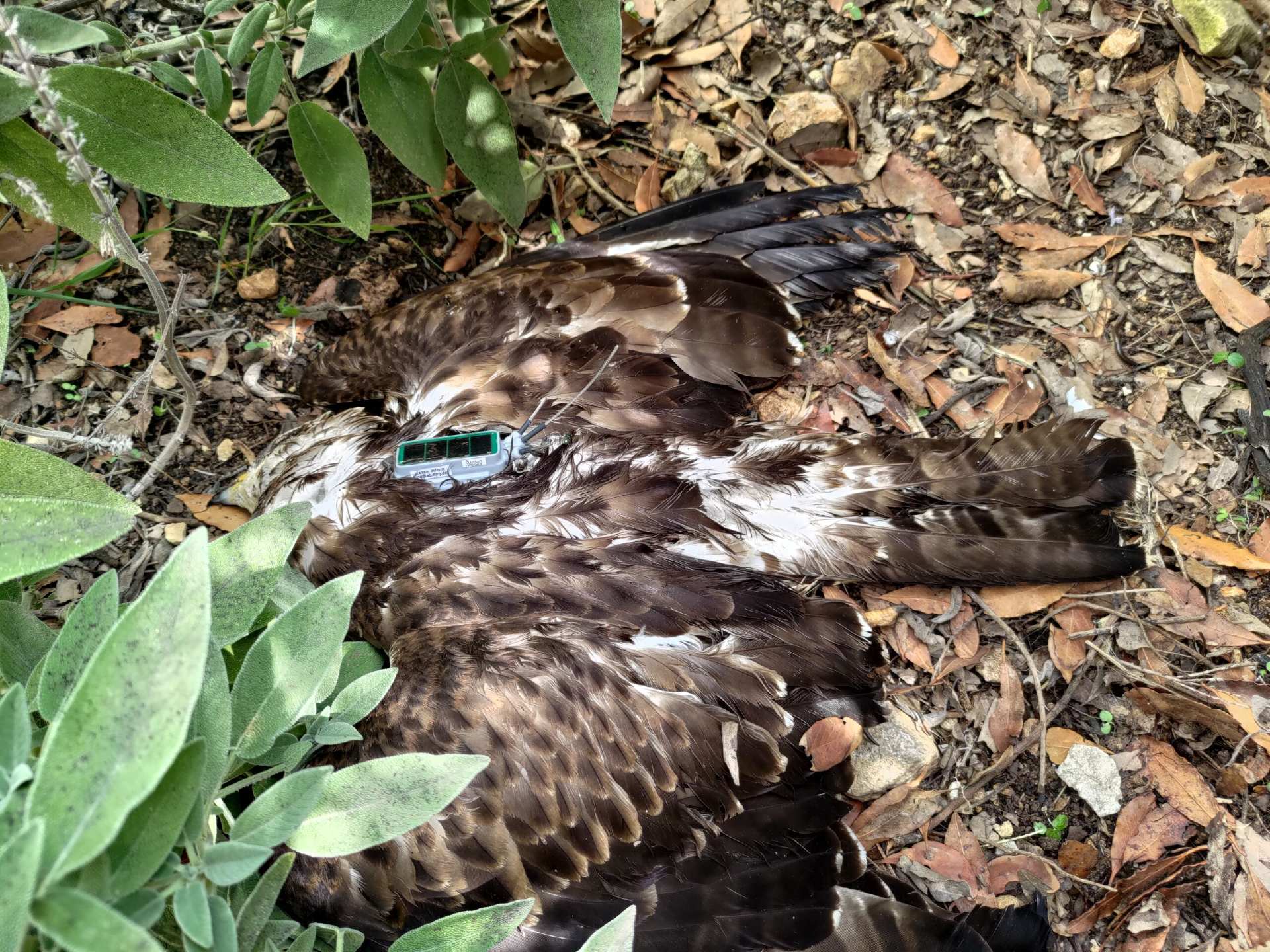 GPS-tracked honey buzzard killed in Malta - Vimarsana News