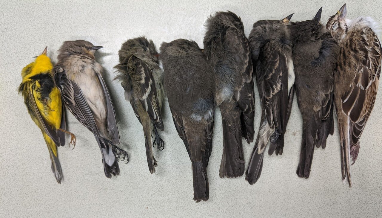 Mass bird death in New Mexico BirdGuides