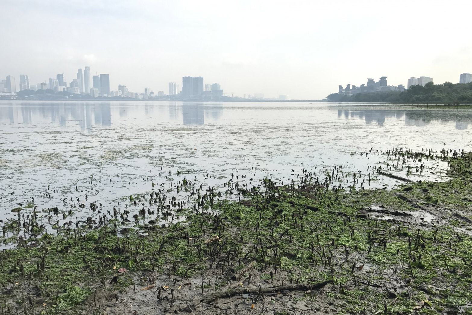 New protected area to benefit Singapore's shorebirds - BirdGuides