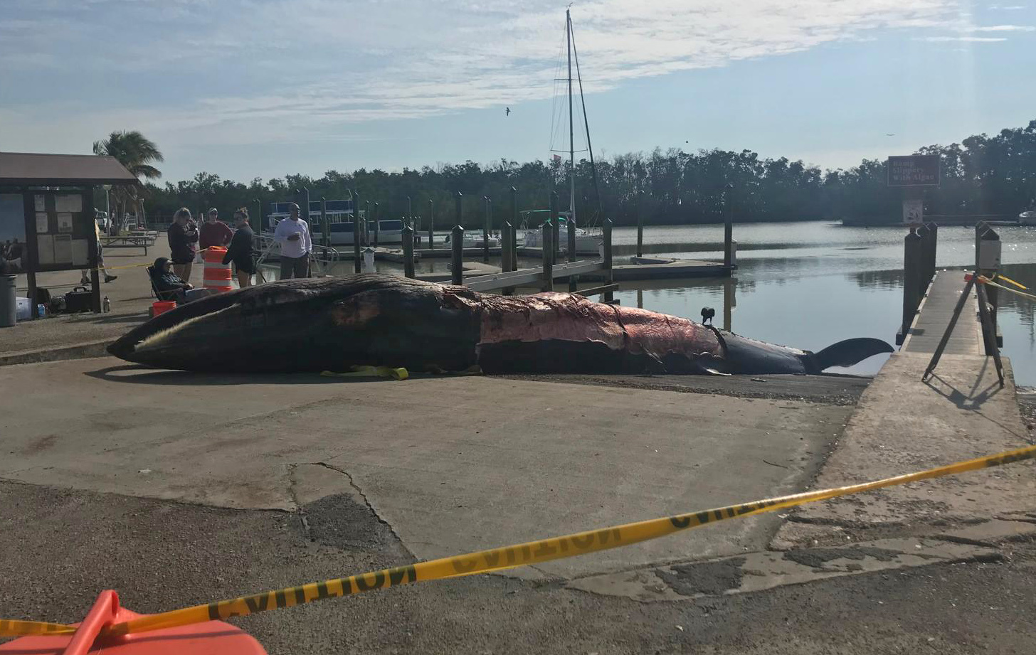 Rice's Whale population in peril only years after it was discovered ...