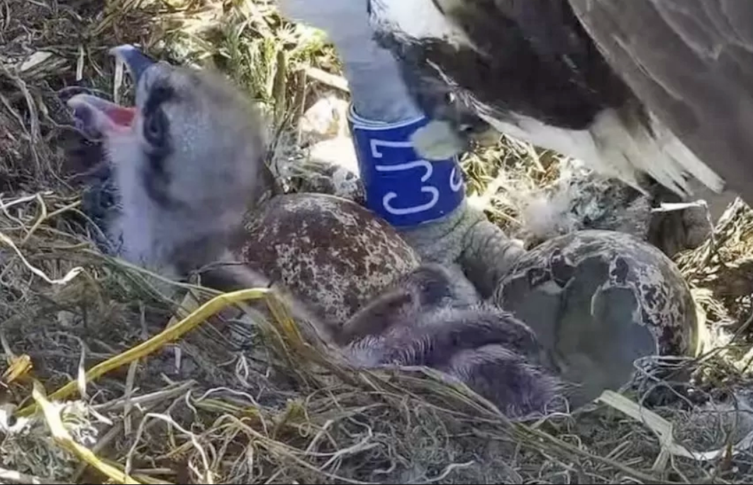 Osprey chicks hatch at Poole Harbour nest BirdGuides