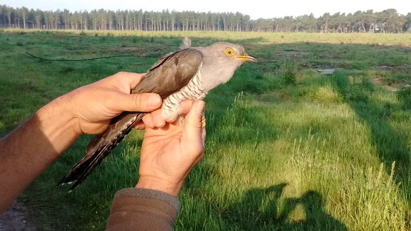 BTO cuckoo returns for seventh summer - Vimarsana News