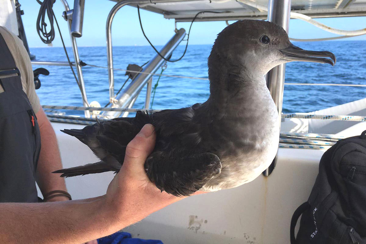 Balearic Shearwaters tagged in new French study - Vimarsana News