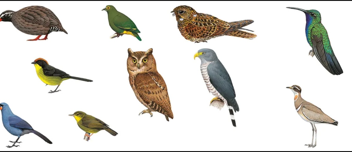 New global search effort targets rediscovery of rarest birds on Earth - Vimarsana News
