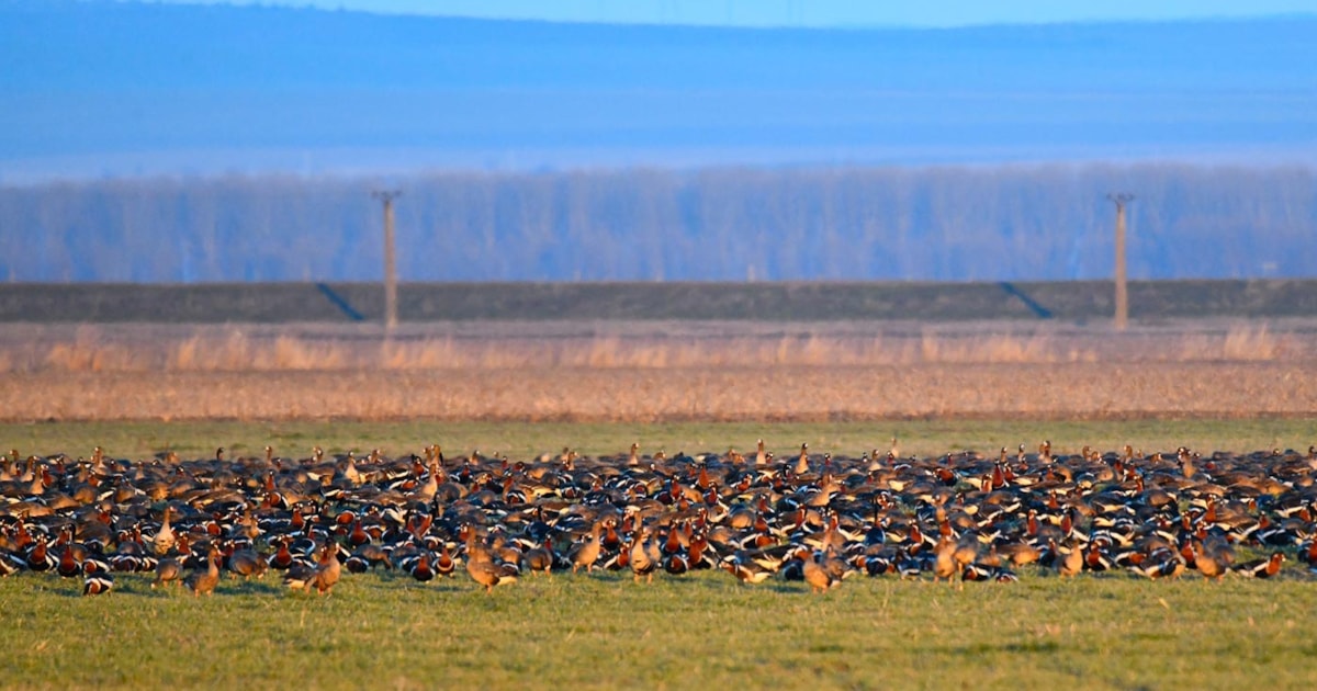 Red-breasted Goose count breaks Romanian record - Vimarsana News
