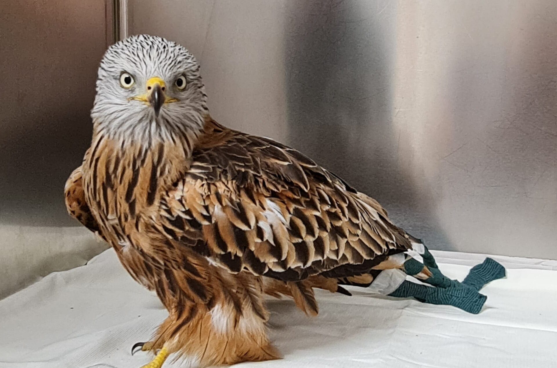 Red Kite shot in London BirdGuides