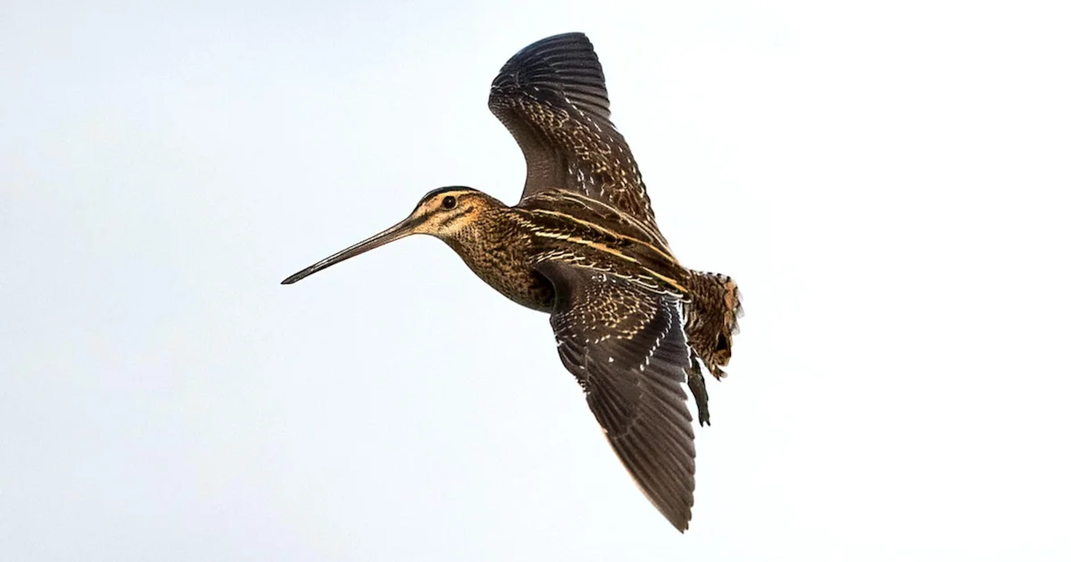 Snipe Migration Map GPS tag reveals record 6,000 km snipe migration - BirdGuides