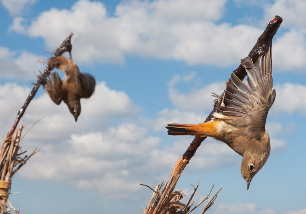 Illegal killing of birds remains a major threat in Europe - BirdGuides