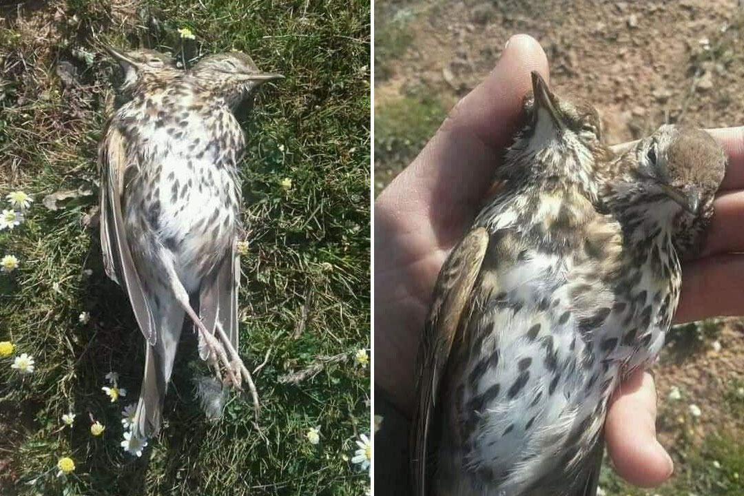 Two-headed' Song Thrush in Syria causes controversy - BirdGuides