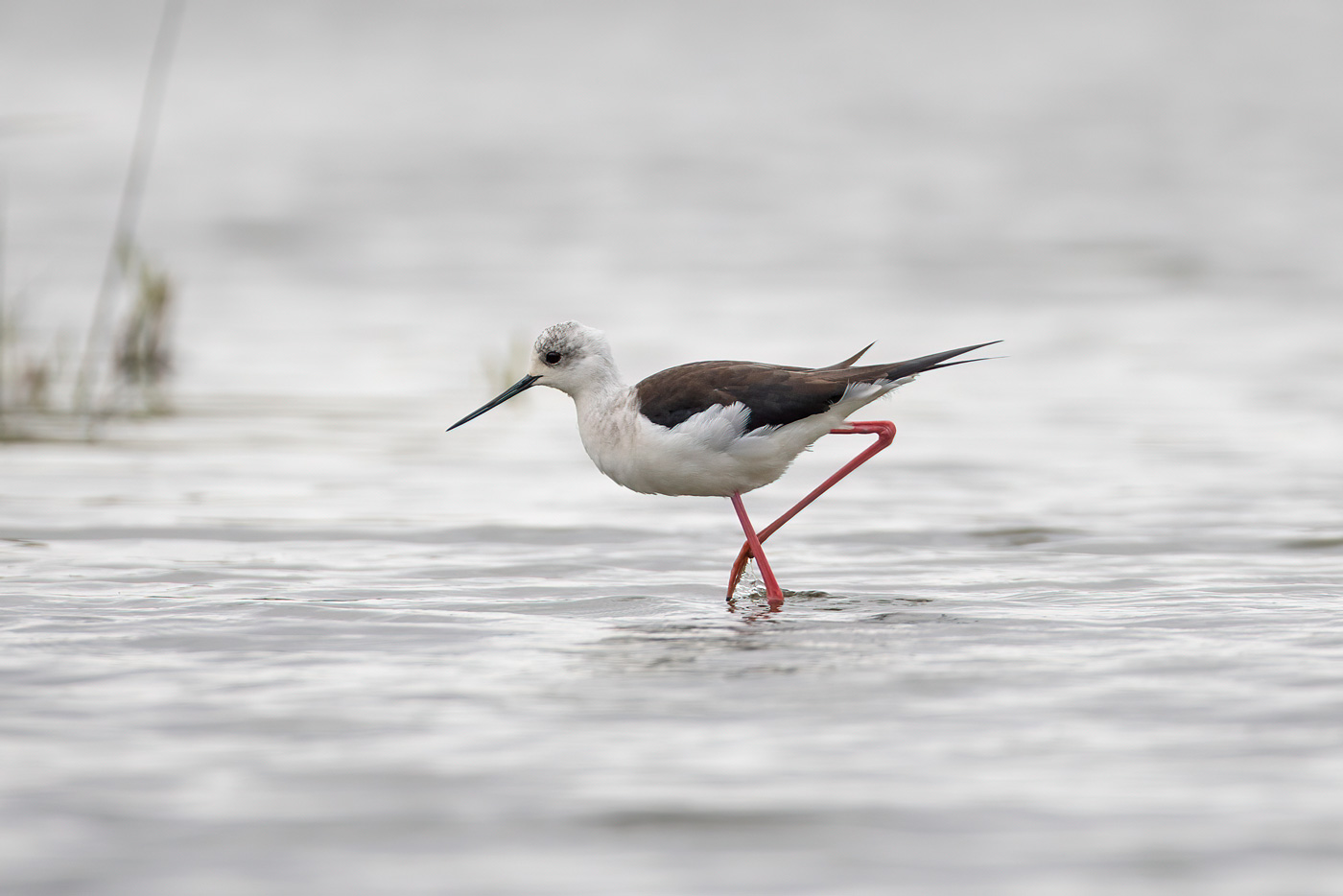 Black-winged Stilt drops in at Buckinghamshire housing estate - Vimarsana News