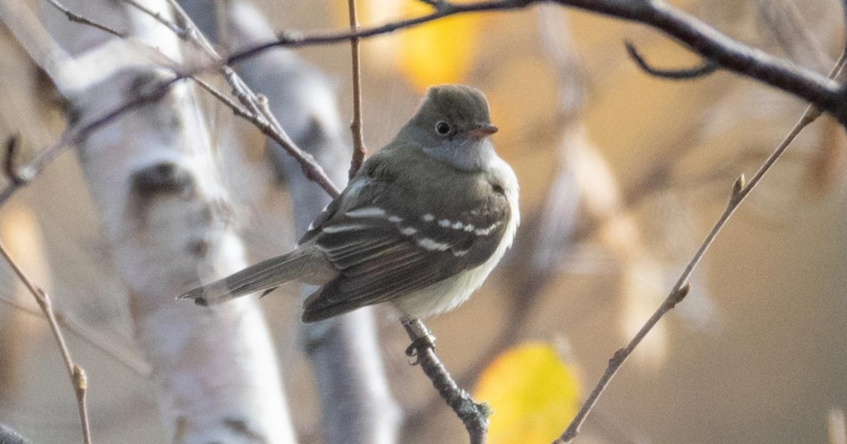 La llegada de especies de América del Sur impresiona a los observadores de aves canadienses