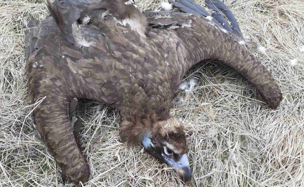 Major poisoning incident kills reintroduced vultures in Bulgaria - Vimarsana News