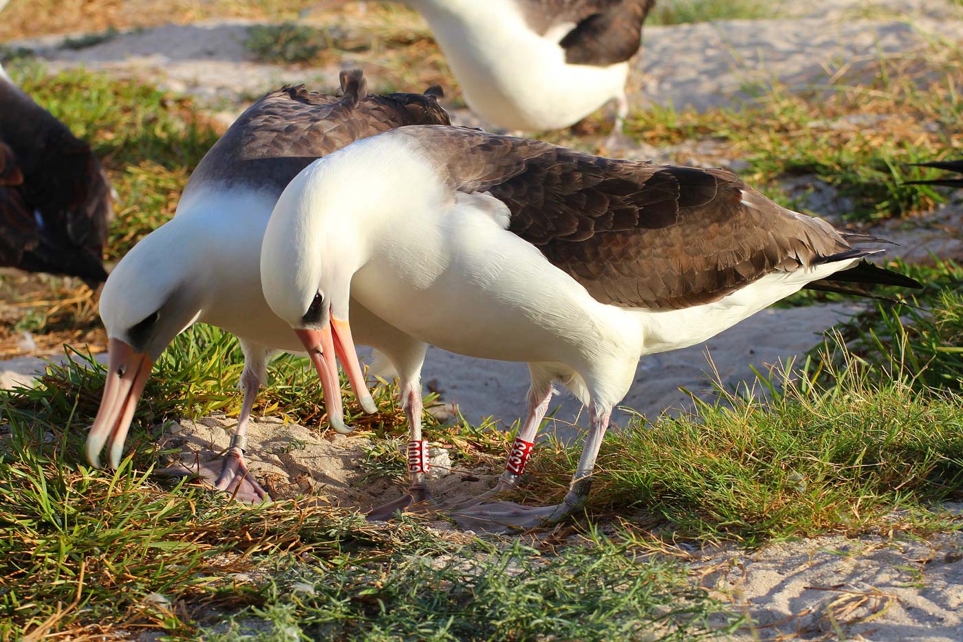World's oldest known bird breeding again at 73 - BirdGuides