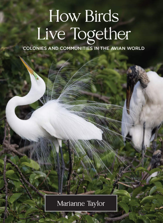 How Birds Live Together BirdGuides