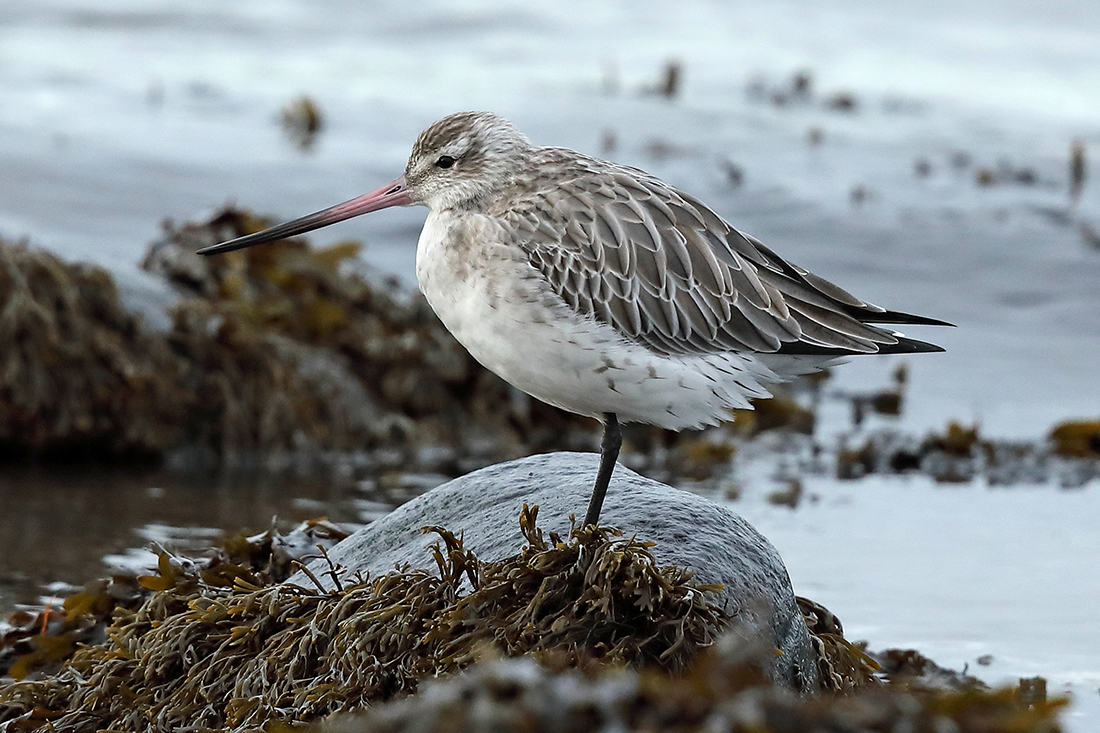 Bar-tailed Godwit