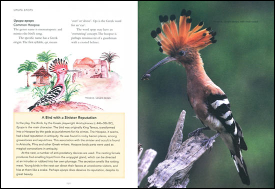 Page from Birds: What's in a name? by Peter Barry