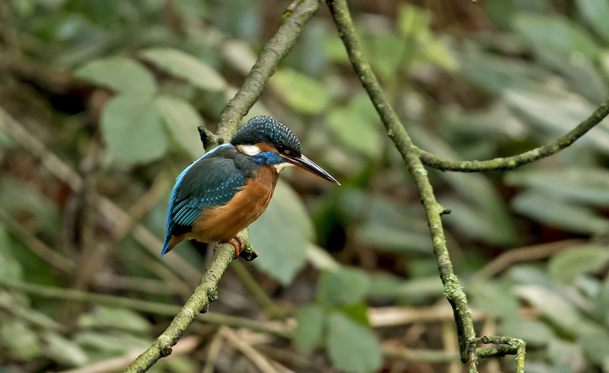 Common Kingfisher by Steve Young