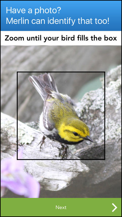 bird identification app bird identification app