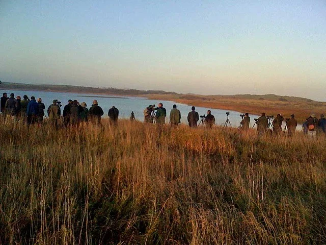 Birders looking north over main pool on the first day the Greater Yellowlegs was found. Birders looking north over main pool on the first day the Greater Yellowlegs was found.