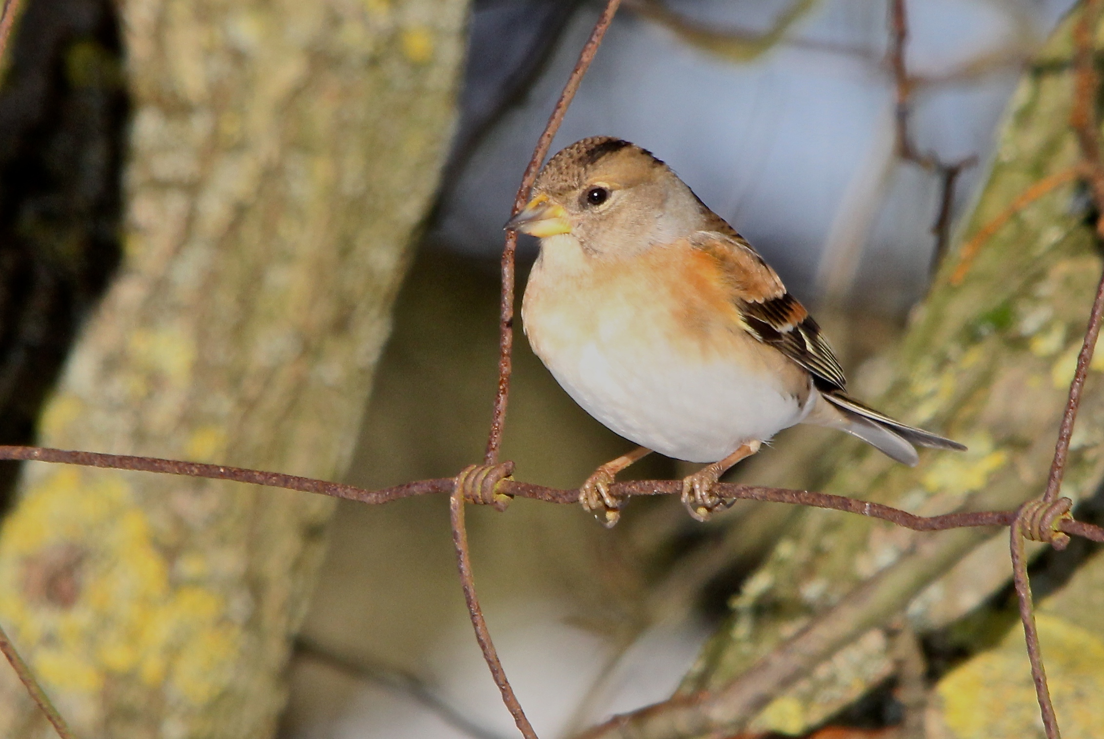 Shillito Wood Birdwatching Site - BirdGuides