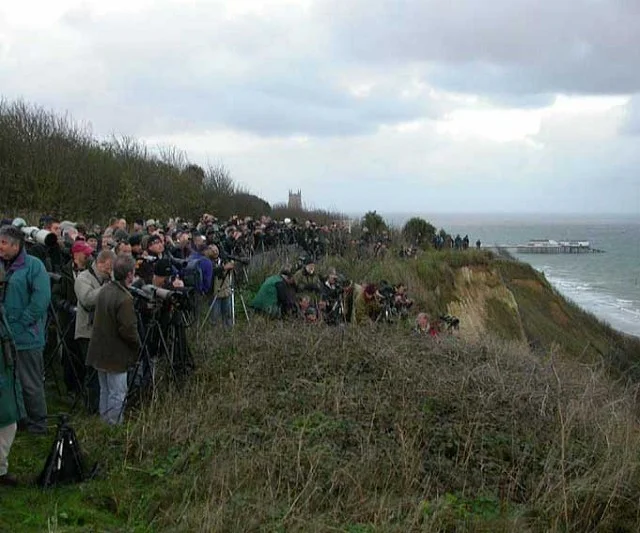 Part of the crowd that gathered to watch the Little Swift leave its roost. Part of the crowd that gathered to watch the Little Swift leave its roost.