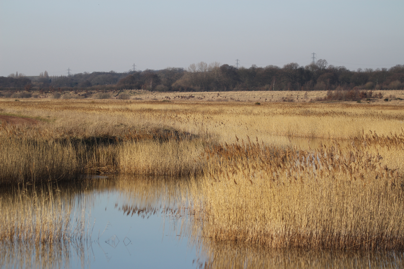 Swillington Ings Birdwatching Site BirdGuides