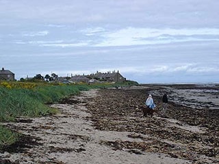 Waders feed on area of seaweed on the beach Waders feed on area of seaweed on the beach