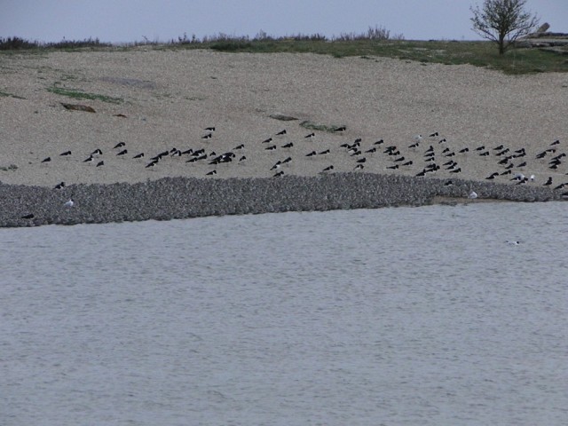 Rspb Car Park Snettisham Rspb Car Park Snettisham
