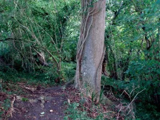 On the Scarp Trail - Swell Woods - West Sedgemoor On the Scarp Trail - Swell Woods - West Sedgemoor