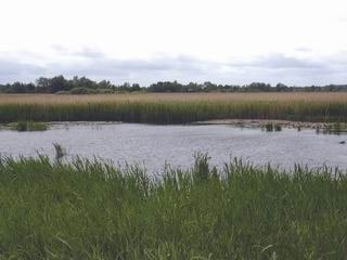 From the Fen Hide