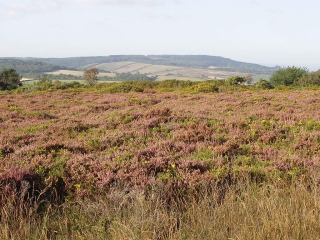 'South-western heath' in bloom, looking northeast to Mamhead 'South-western heath' in bloom, looking northeast to Mamhead