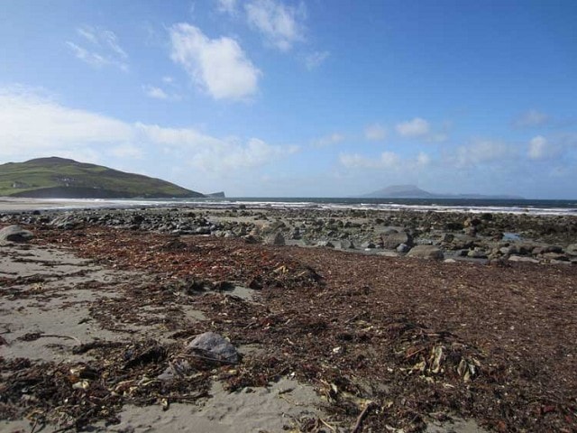 The beach at Carrowmore - good for roosting waders. The beach at Carrowmore - good for roosting waders.