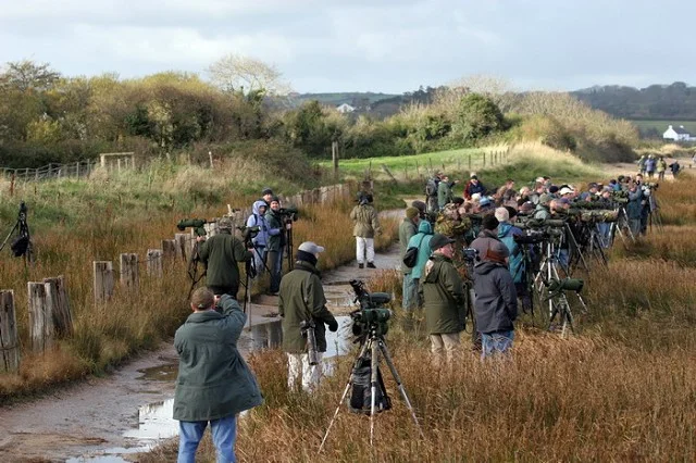 Watching the Green Heron Watching the Green Heron