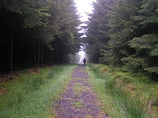 In Wark Forest. In Wark Forest.