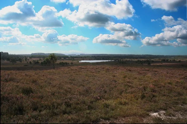 Morden Bog looking south towards Decoy Pond. Morden Bog looking south towards Decoy Pond.