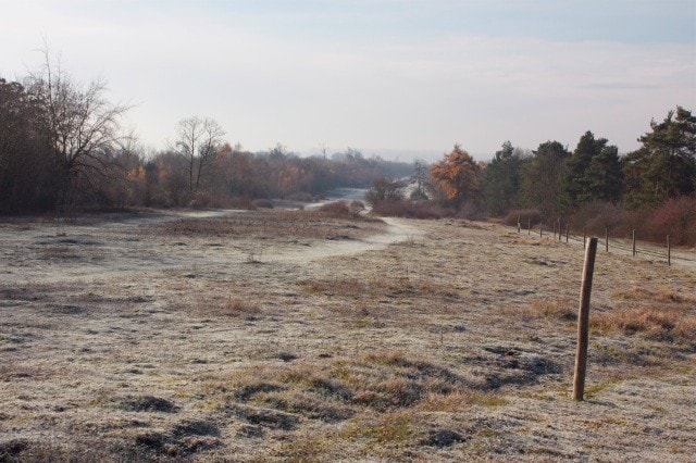 A frosty Headley Heath. A frosty Headley Heath.