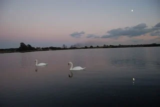 Mute swans at Longham lake at dusk Mute swans at Longham lake at dusk