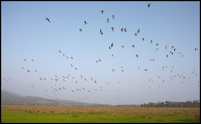 Barnacle Geese over fields near the visitor centre. Canon EOS-1D Mark IIN with 17-40mm/f4L Barnacle Geese over fields near the visitor centre. Canon EOS-1D Mark IIN with 17-40mm/f4L